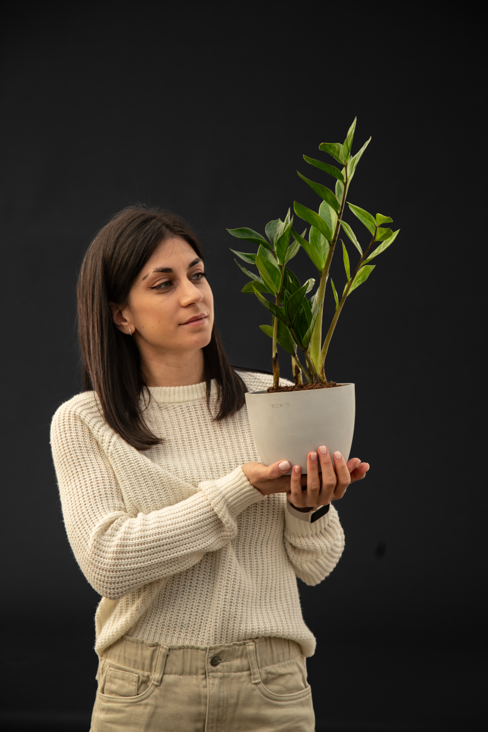 Замиокулкас - Zamioculcas Zamiiofolia