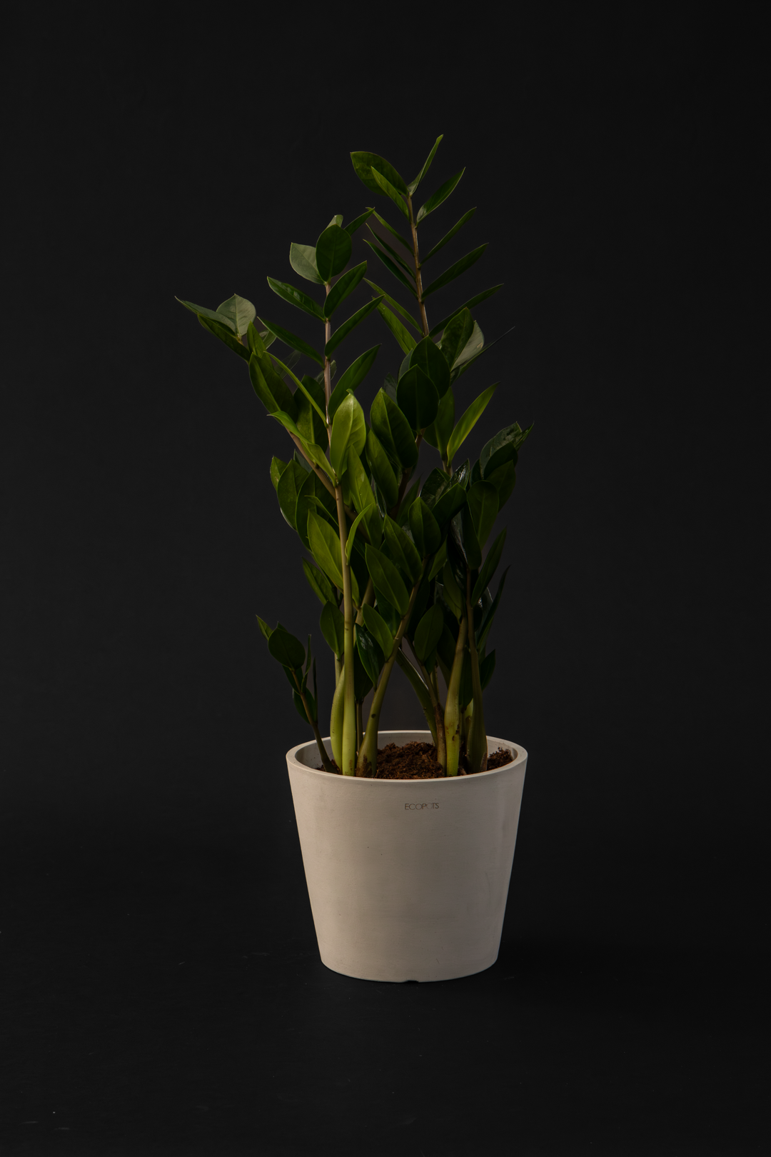Замиокулкас - Zamioculcas Zamiiofolia Big