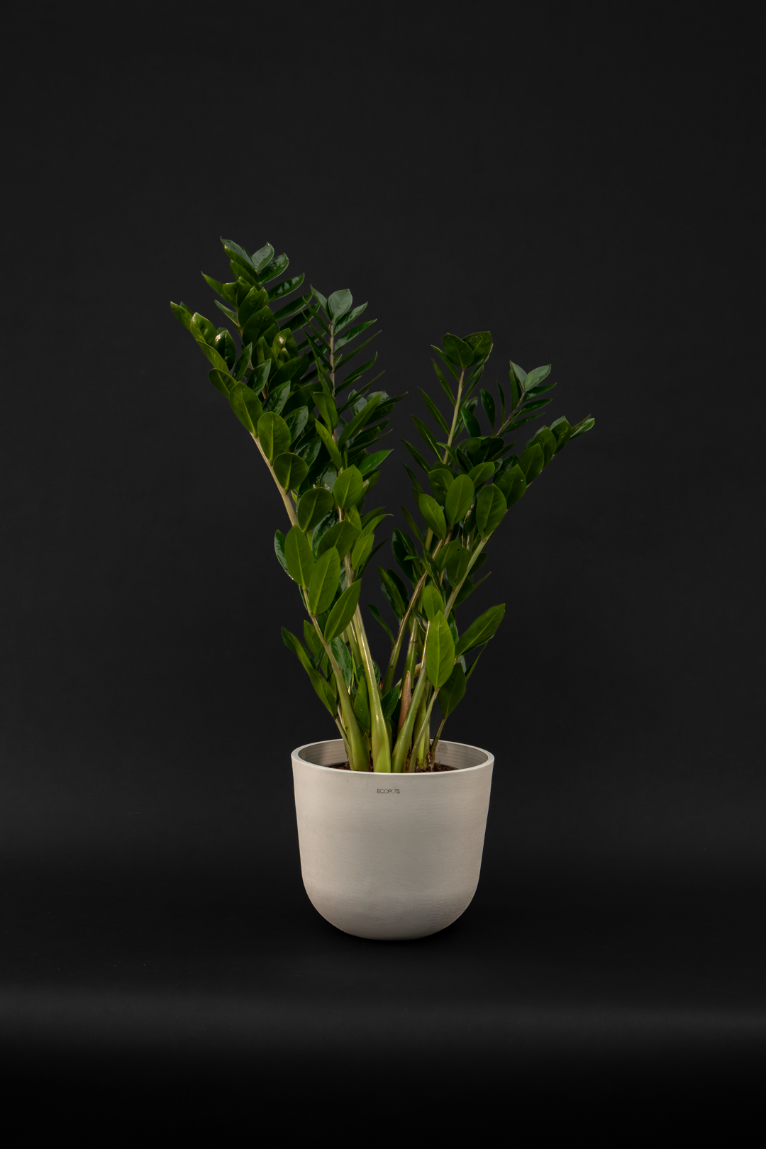 Замиокулкас - Zamioculcas Zamiiofolia grand