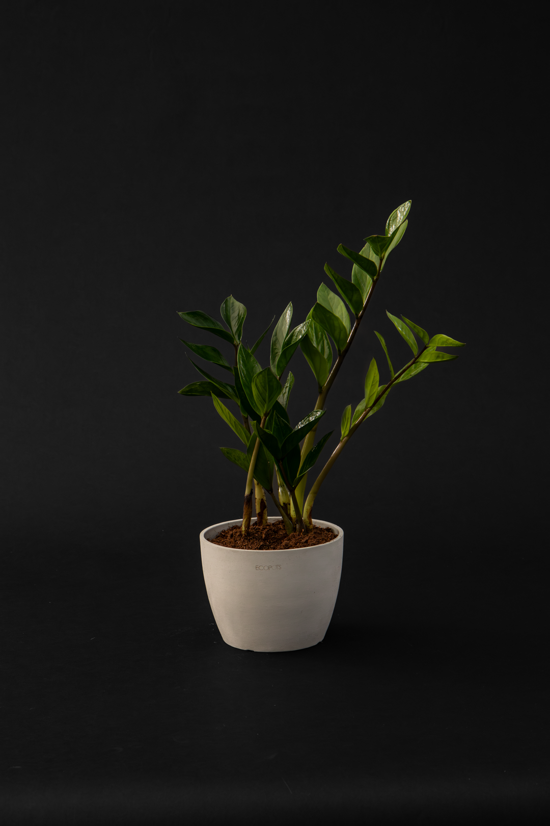 Замиокулкас - Zamioculcas Zamiiofolia