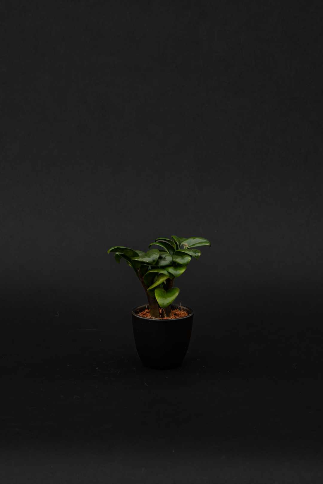 Замиокулкас - Zamioculcas Zenzii Baby