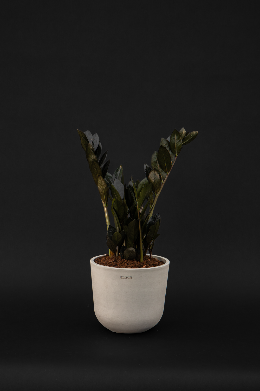 Замиокулкас - Zamioculcas Black