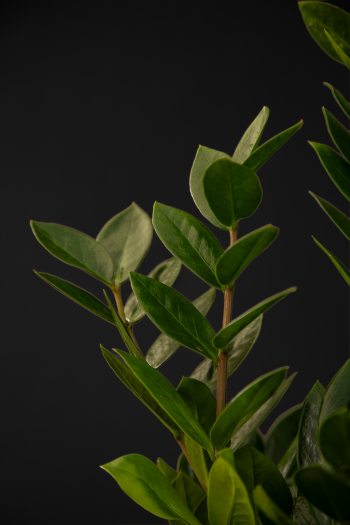 Замиокулкас - Zamioculcas Zamiiofolia