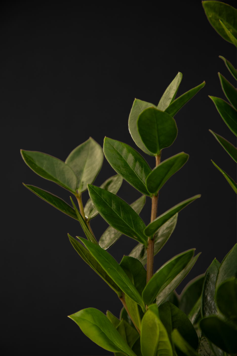Замиокулкас - Zamioculcas Zamiiofolia