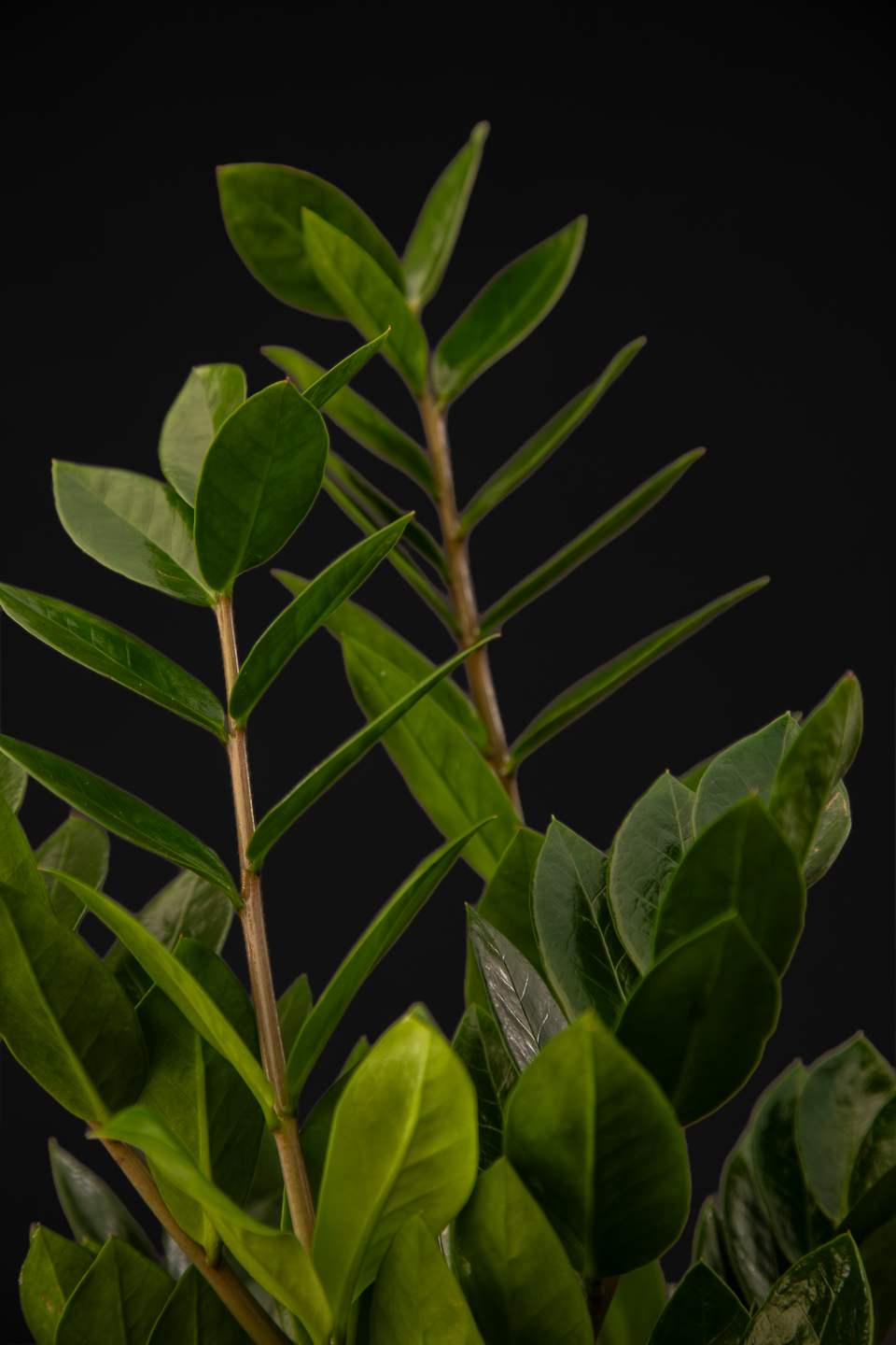 Замиокулкас - Zamioculcas Zamiiofolia Big