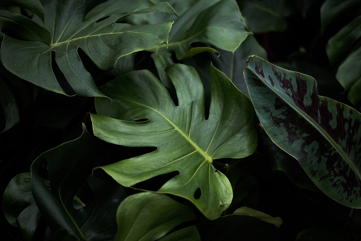 indoor plants