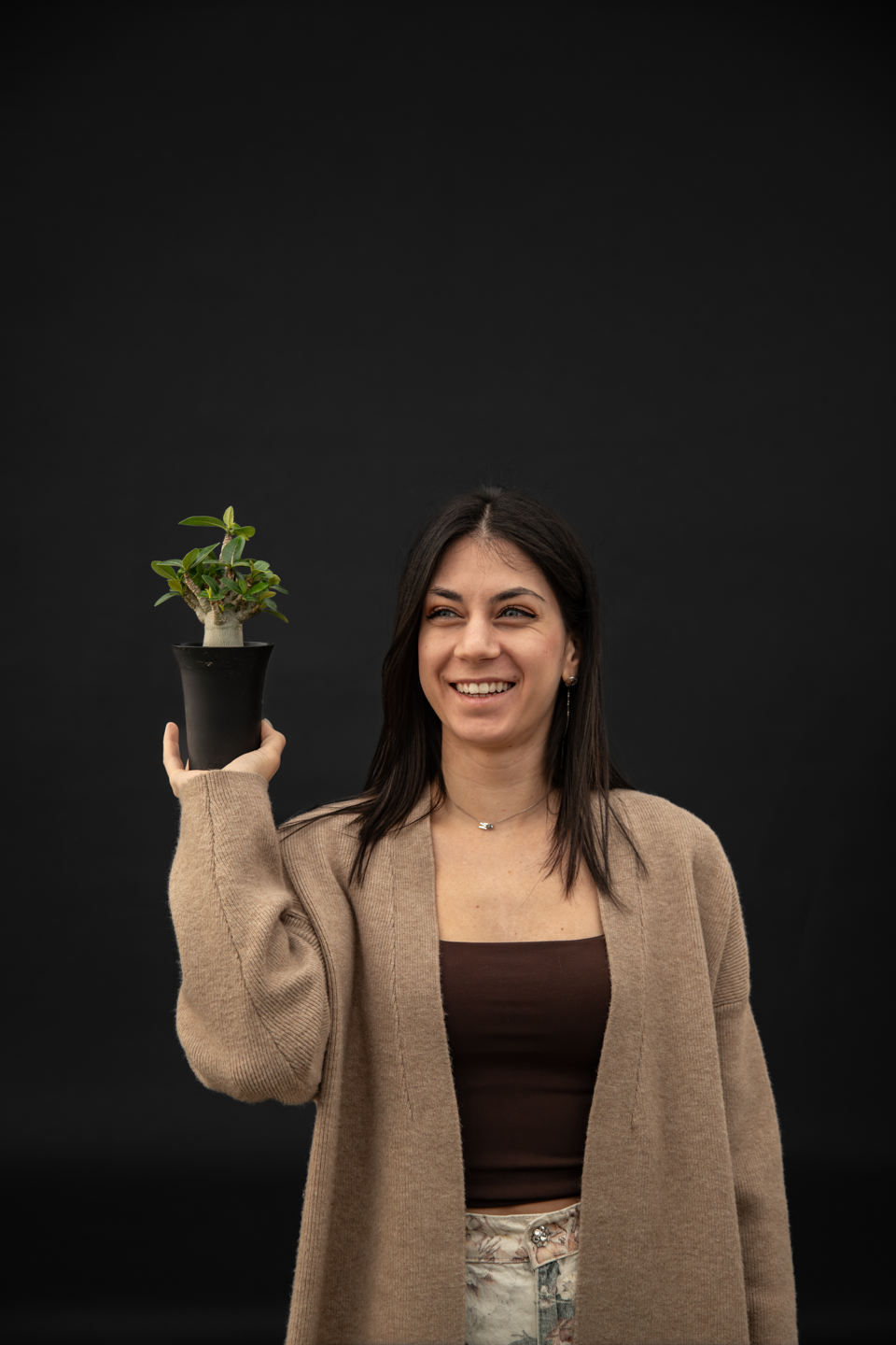 Адениум - Adenium Baobab small