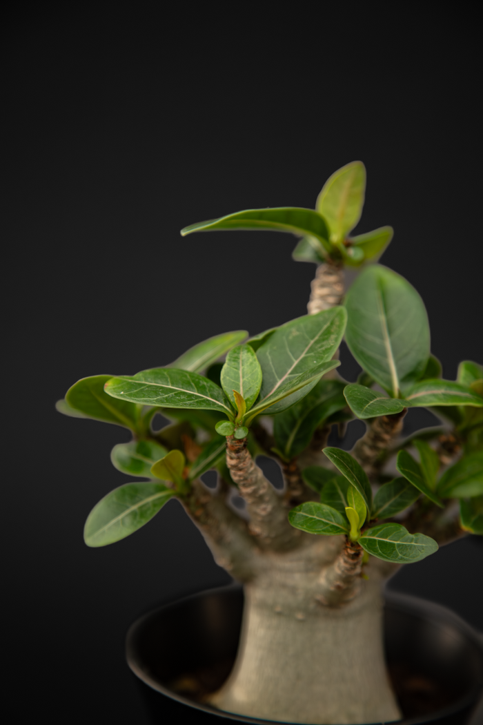 Адениум - Adenium Baobab small