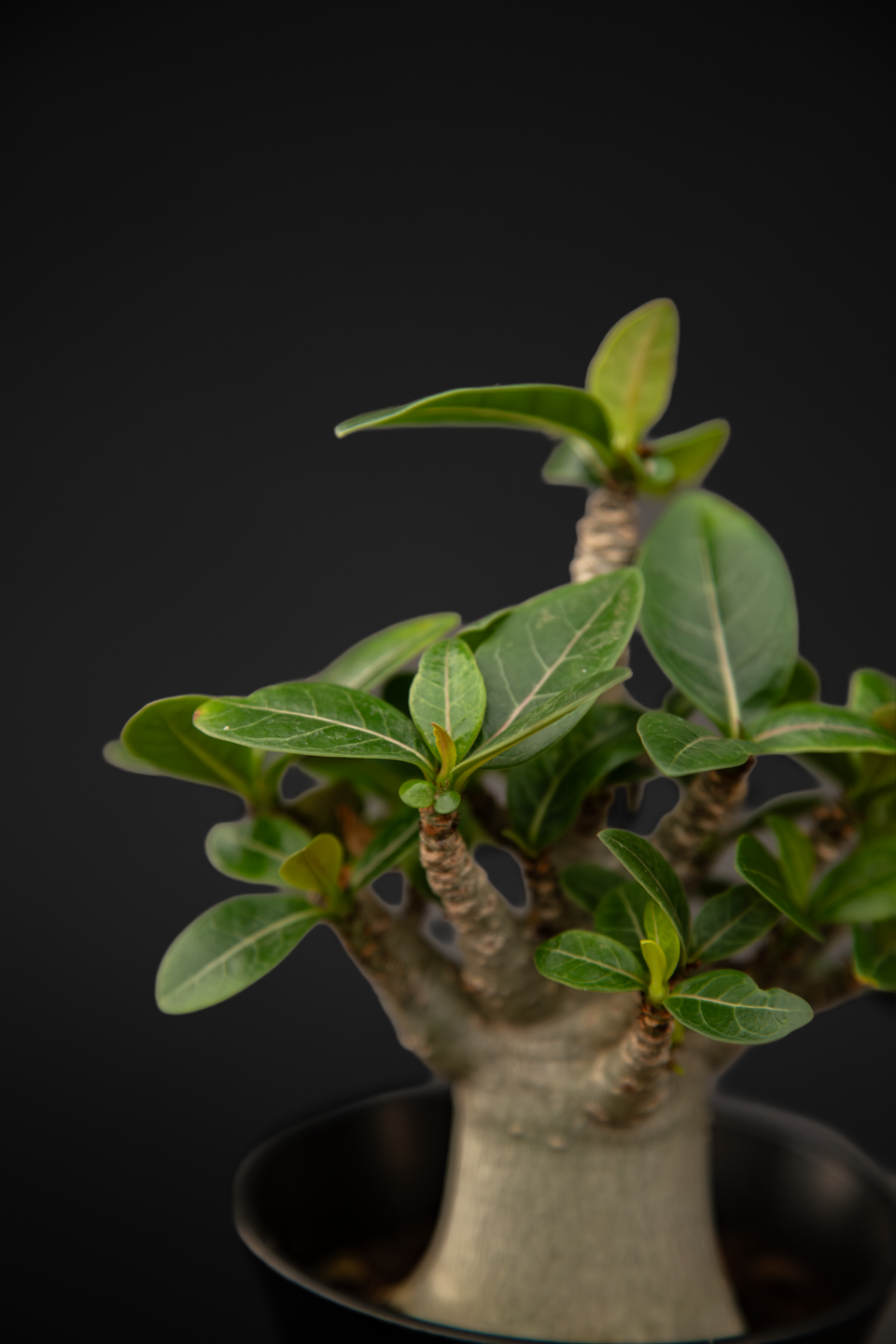 Адениум - Adenium Baobab small