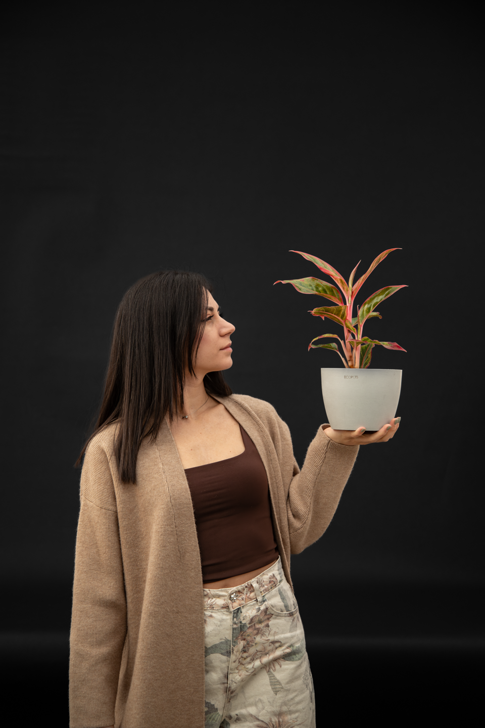 Аглаонема - Aglaonema Lady Valentine