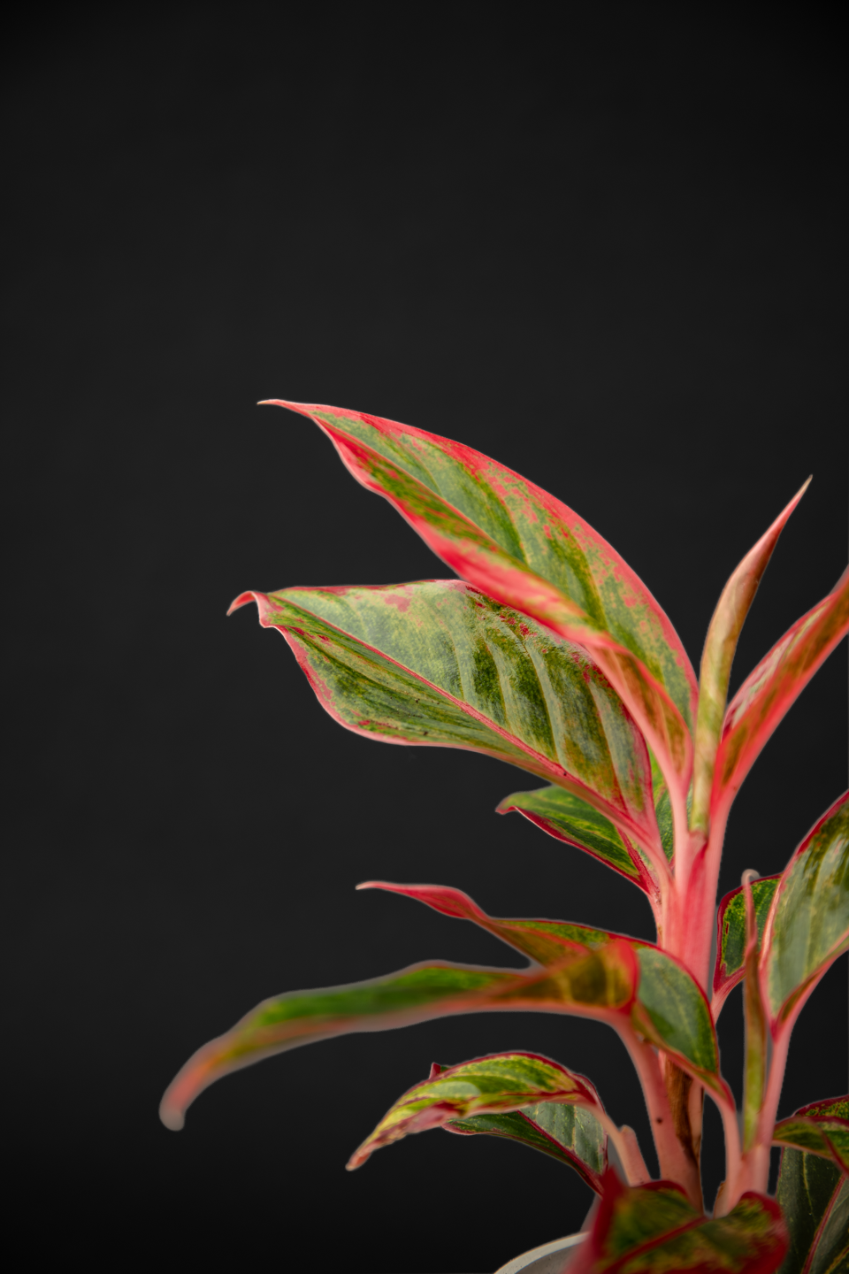 Аглаонема - Aglaonema Lady Valentine