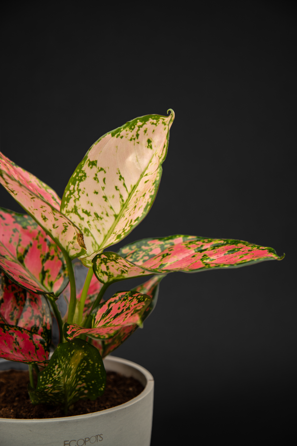 Аглаонема - Aglaonema Pink Leopard