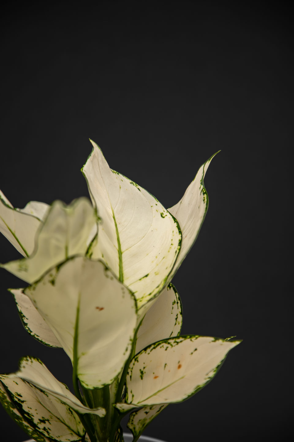 Аглаонема - Aglaonema White joy