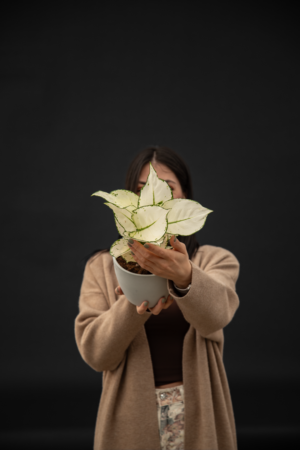 Аглаонема - Aglaonema White joy