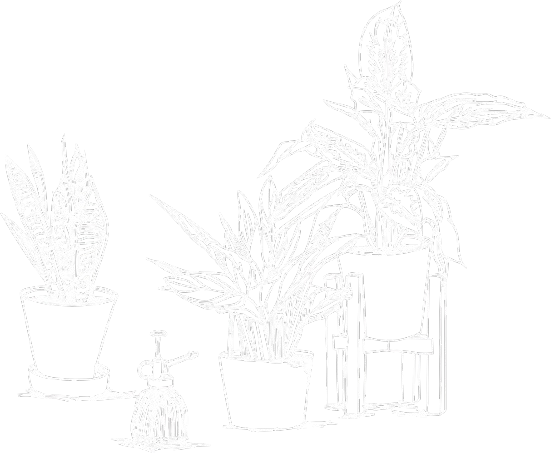 Airplants