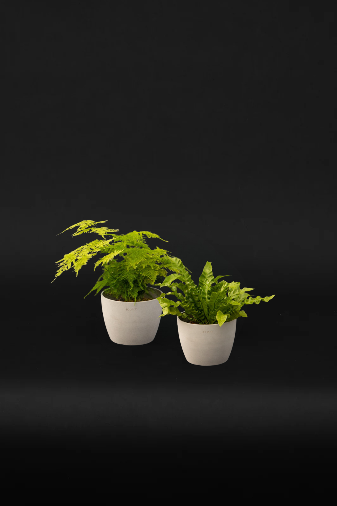 Air Purifying Duo