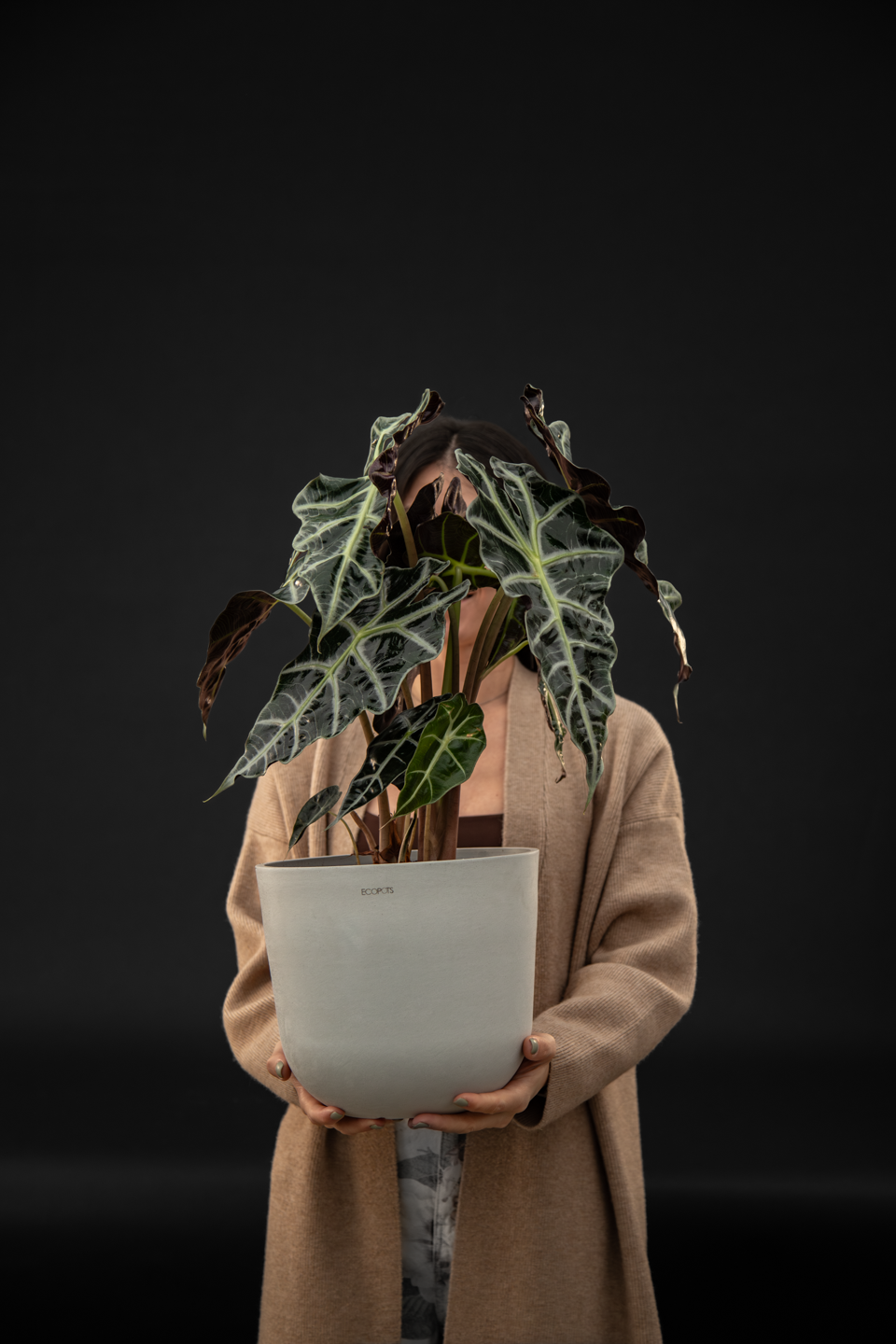 Алоказия - Alocasia Polly Big