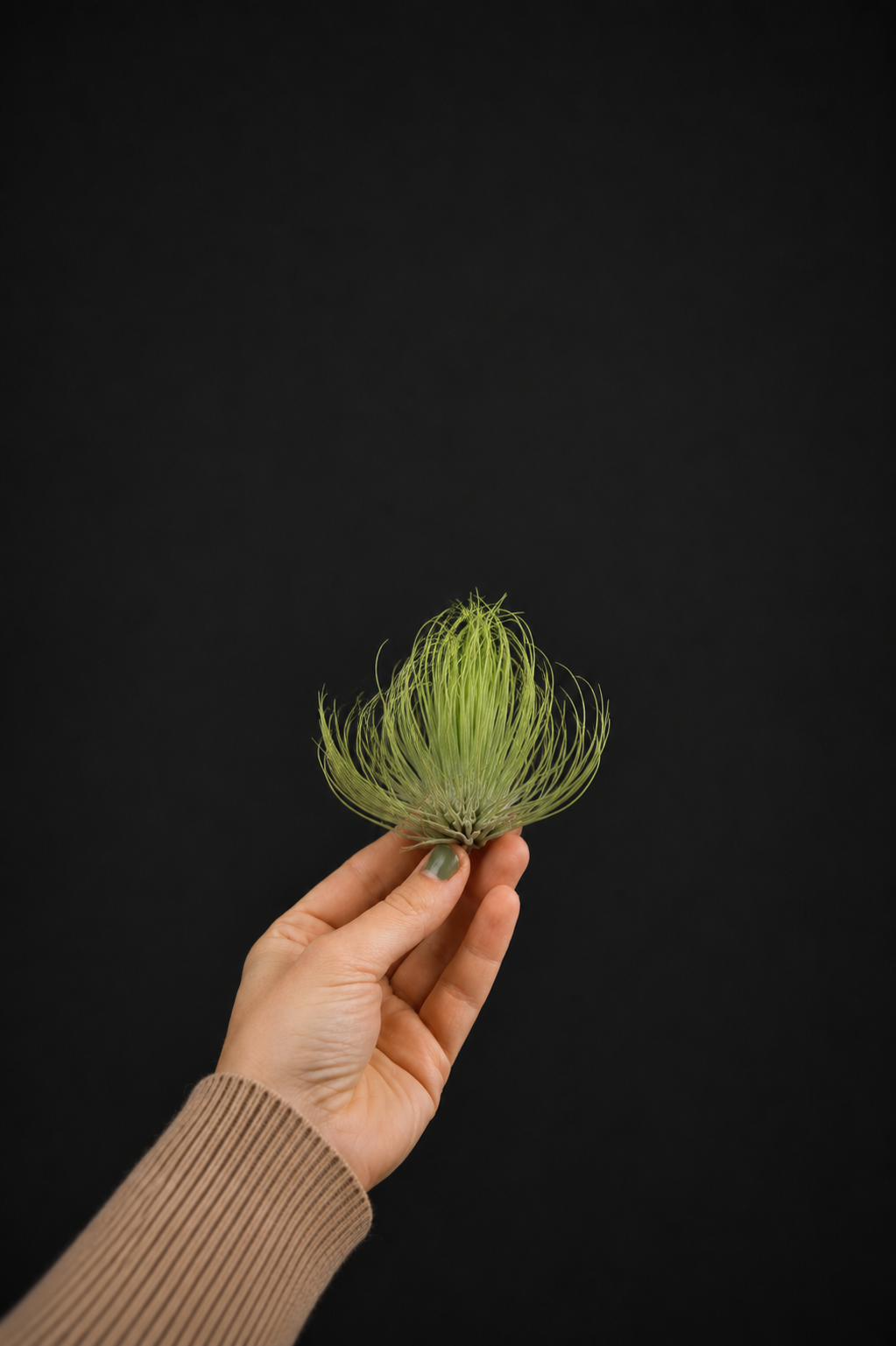 Въздушно растение - Tillandsia Andreana