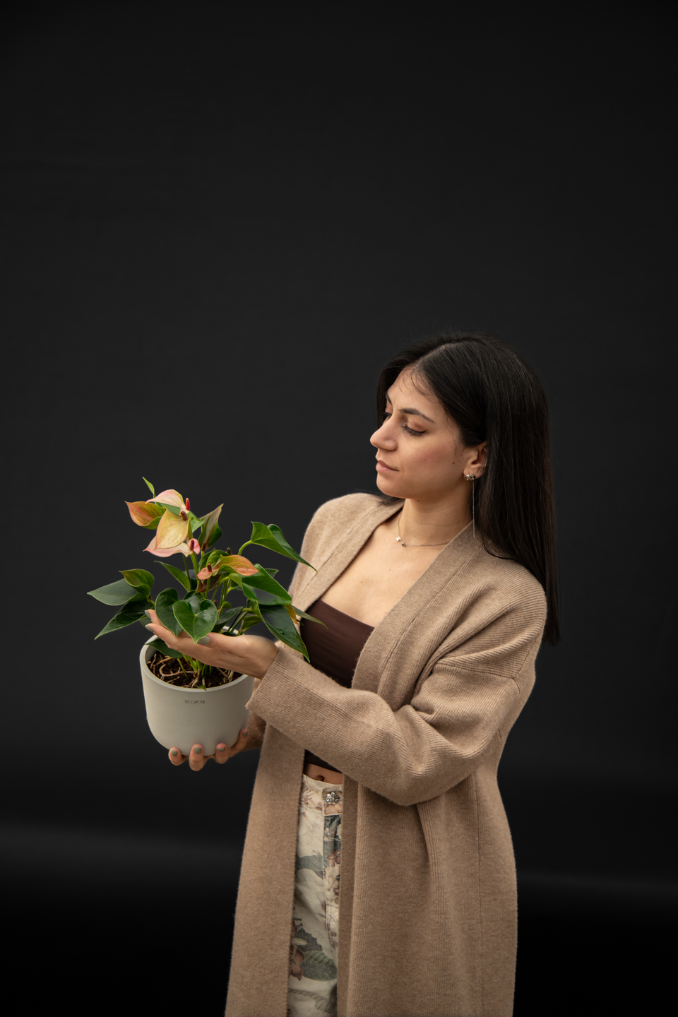Антуриум - Anthurium Pink