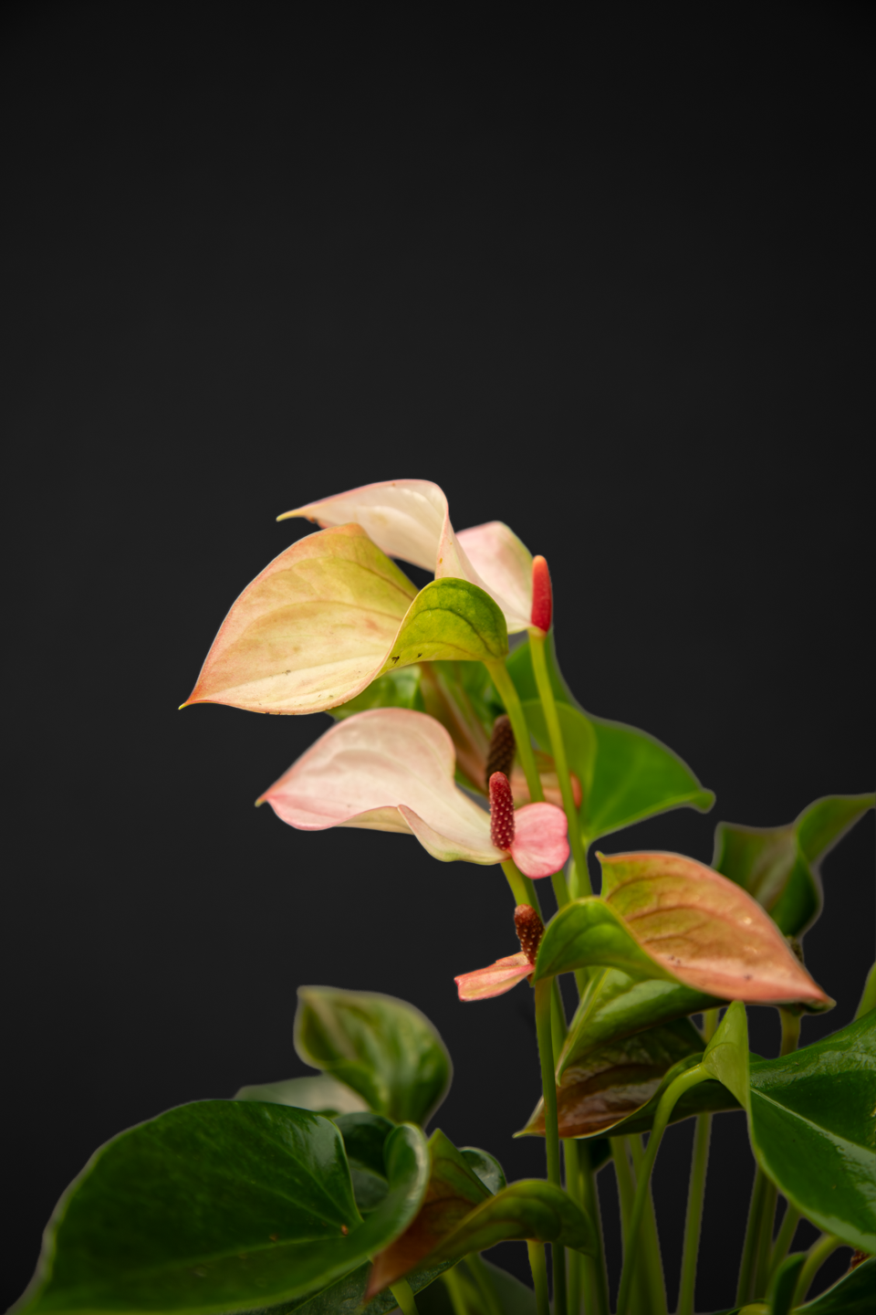 Антуриум - Anthurium Pink
