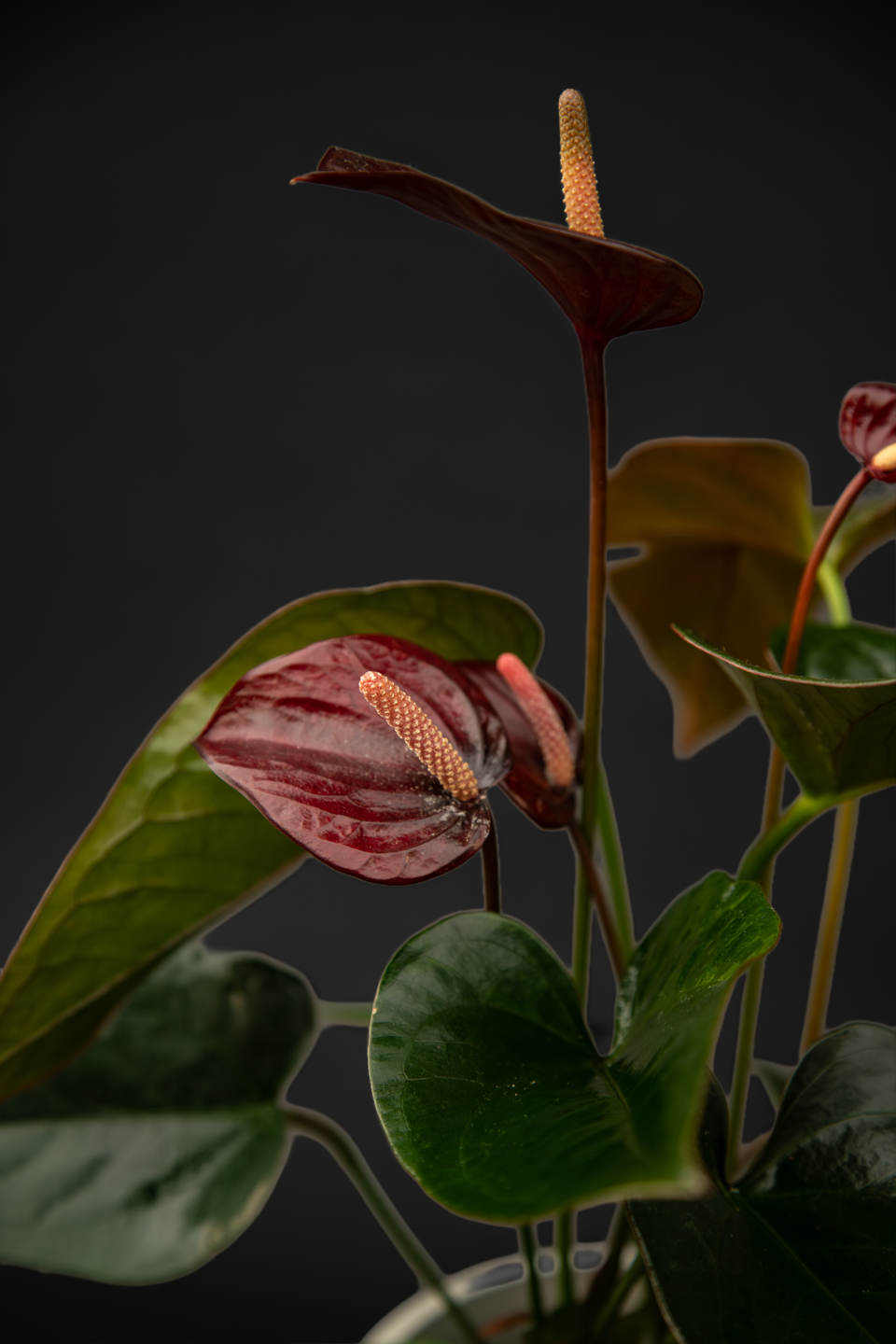 Антуриум - Anthurium Black love