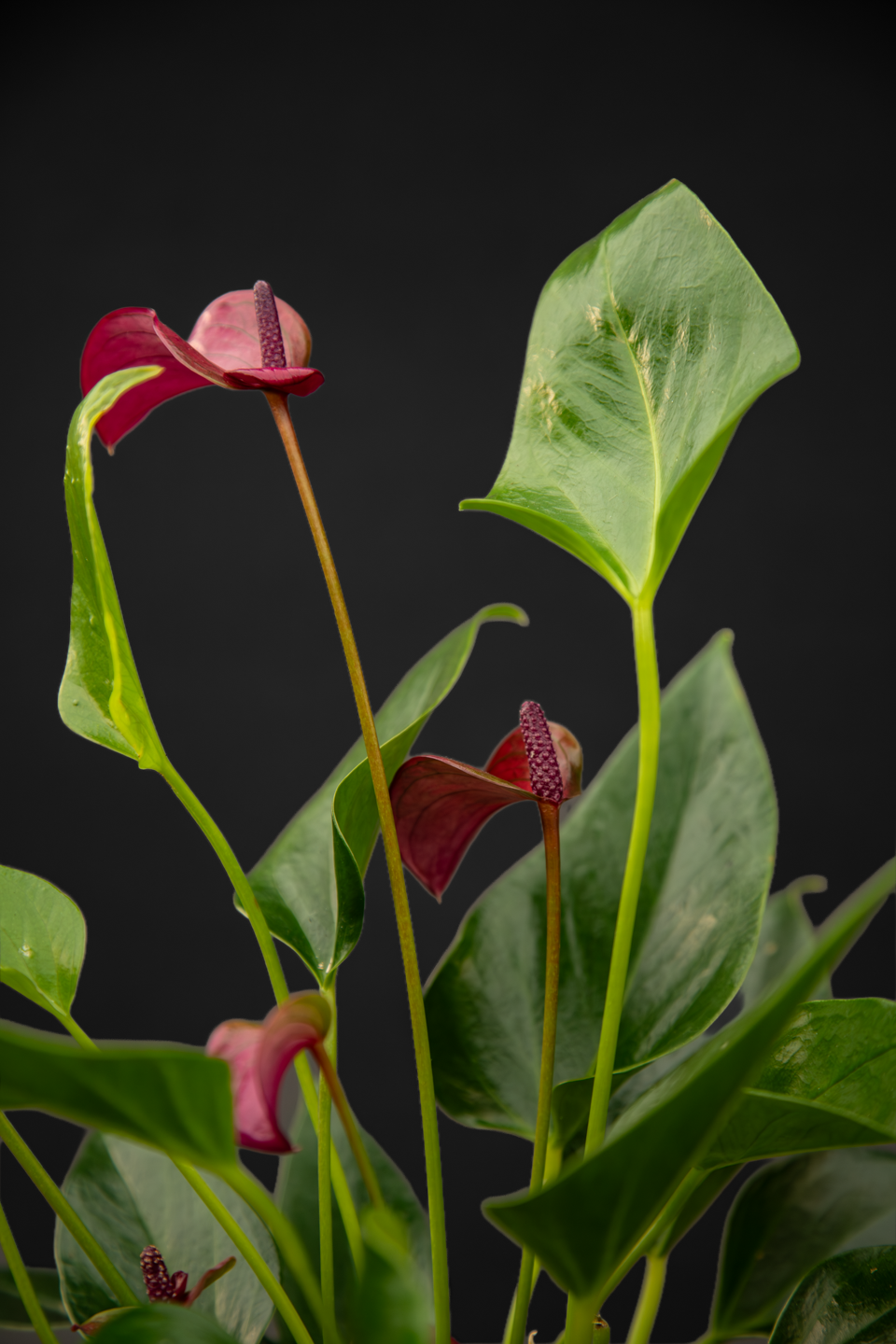 Антуриум - Anthurium Purple