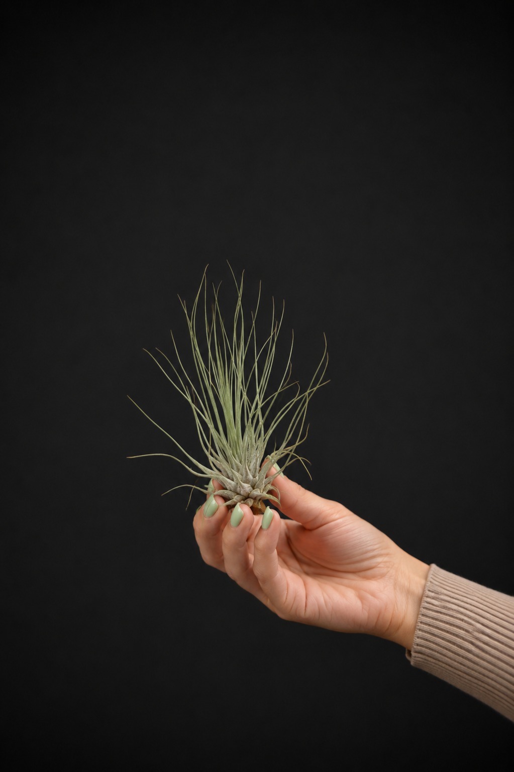 Въздушно растение - Tillandsia Ardentea
