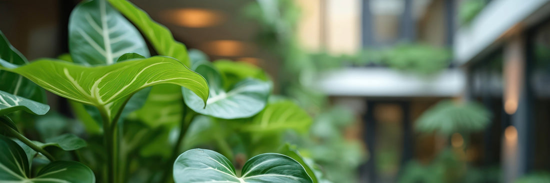 baby-plants