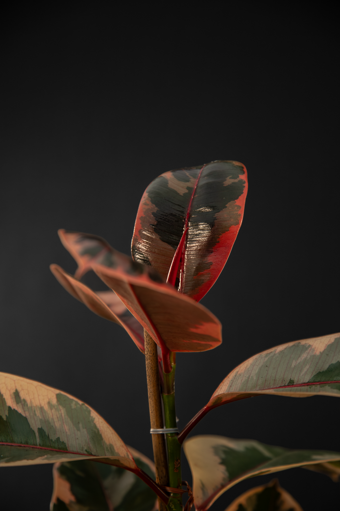 Фикус - Ficus Elastica Belize