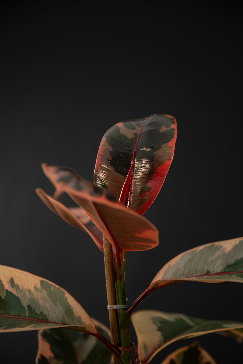 Фикус - Ficus Elastica Belize