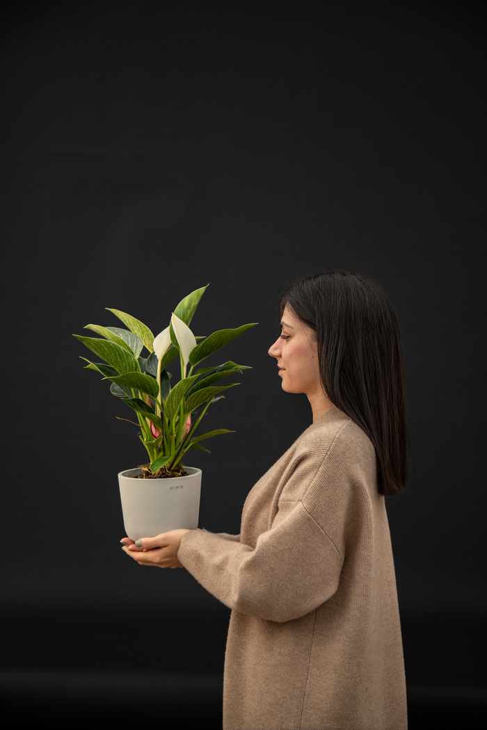 Филодендрон - Philodendron Birkin