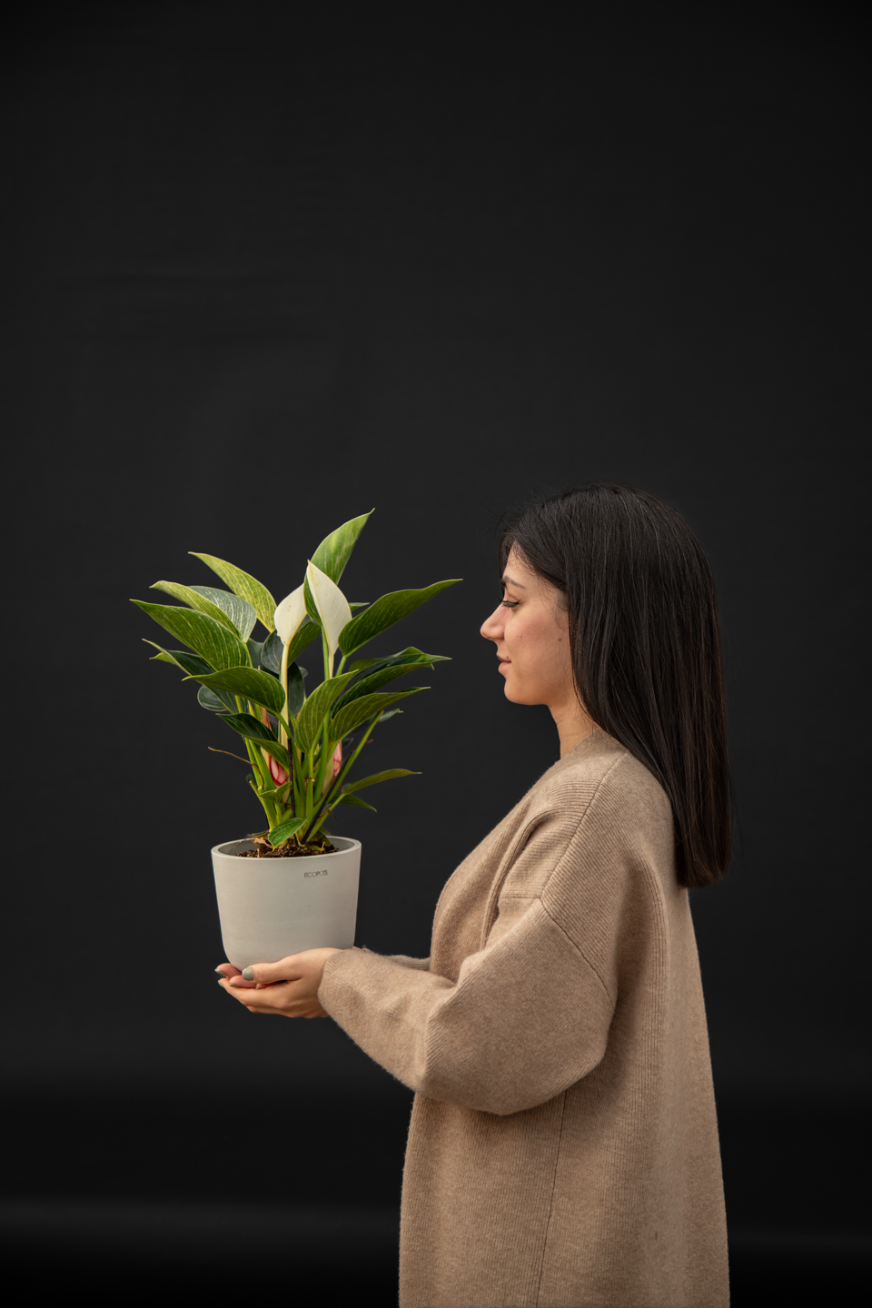 Филодендрон - Philodendron Birkin