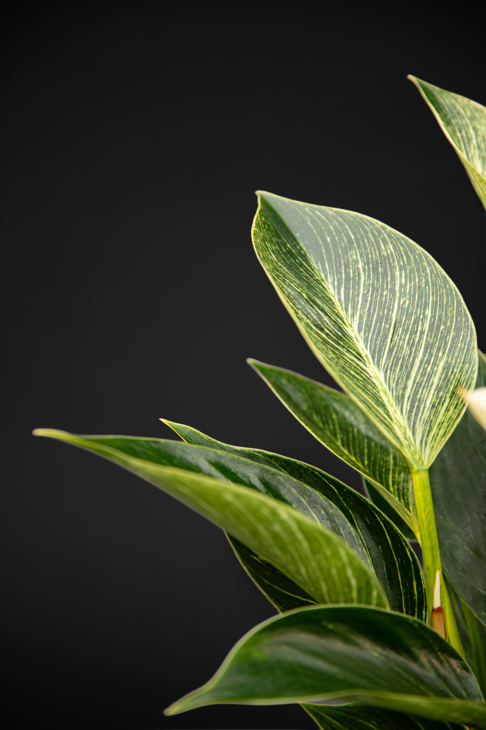 Филодендрон - Philodendron Birkin