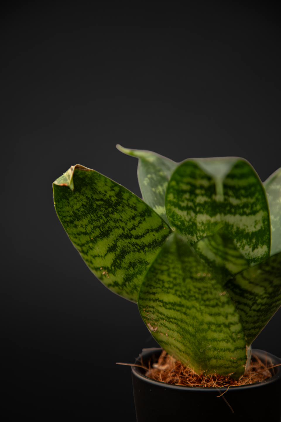 Сансевиера - Sansevieria Black Coral baby