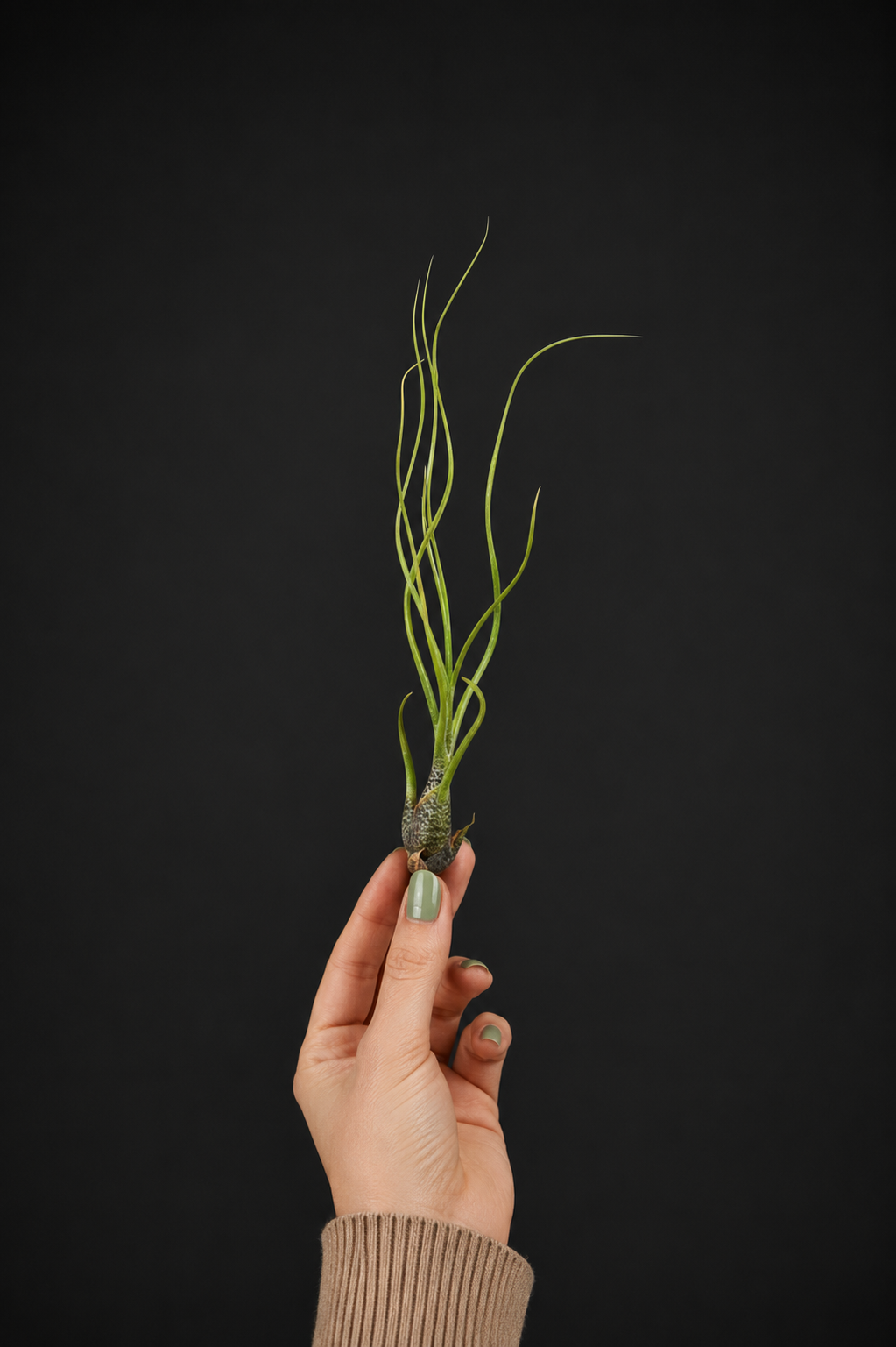 Въздушно растение - Tillandsia Butzii