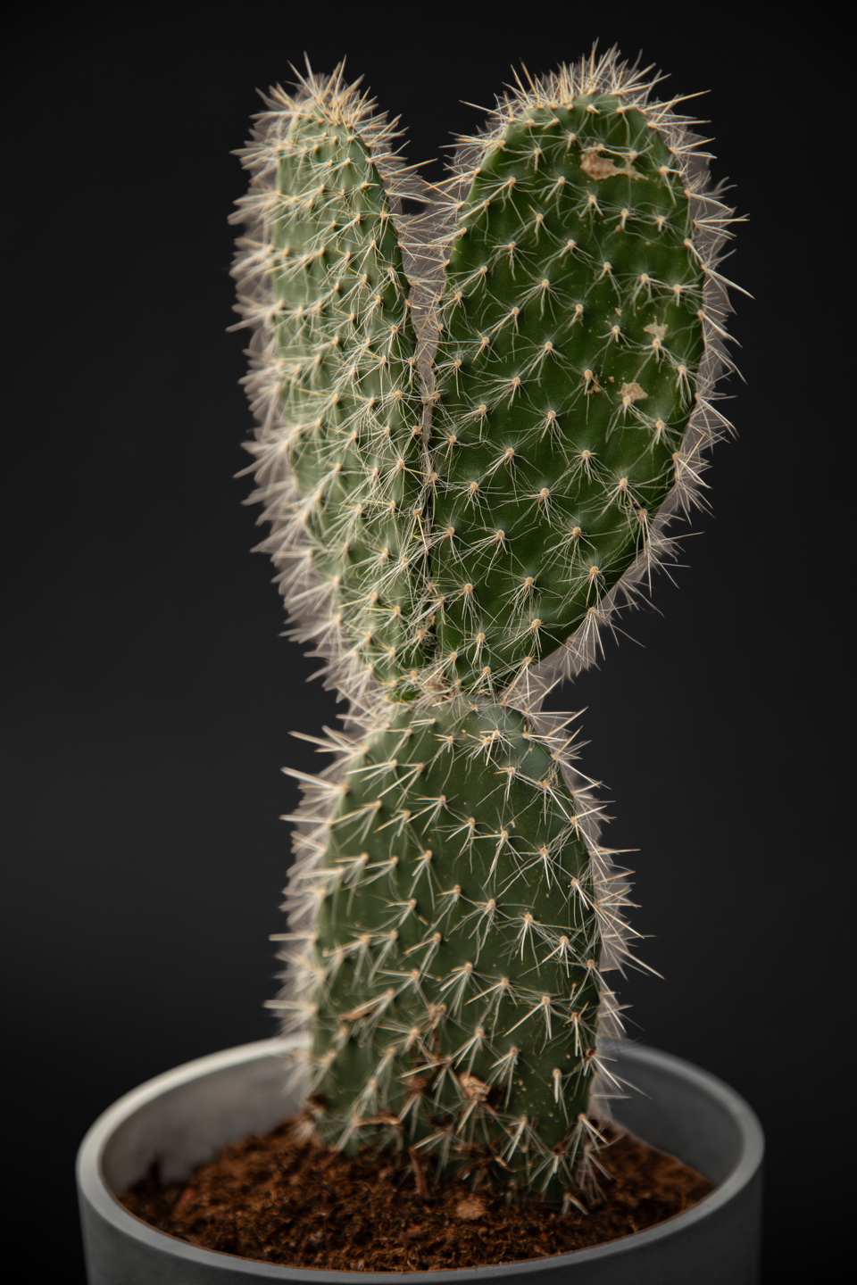 Кактус - Cactus Mickey Mouse