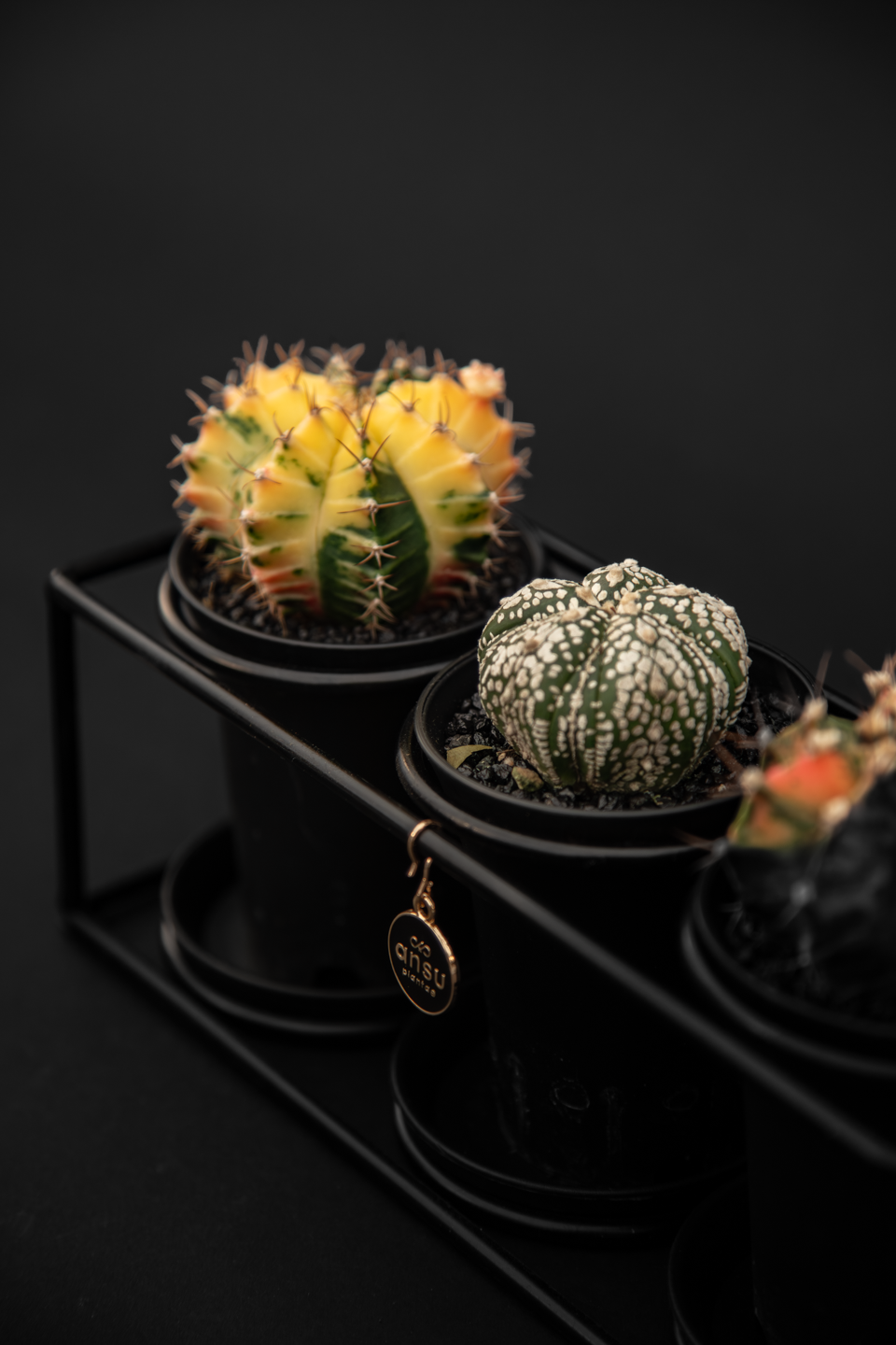 Кактус - Gymnocalycum Variegated Extra Colored Trio