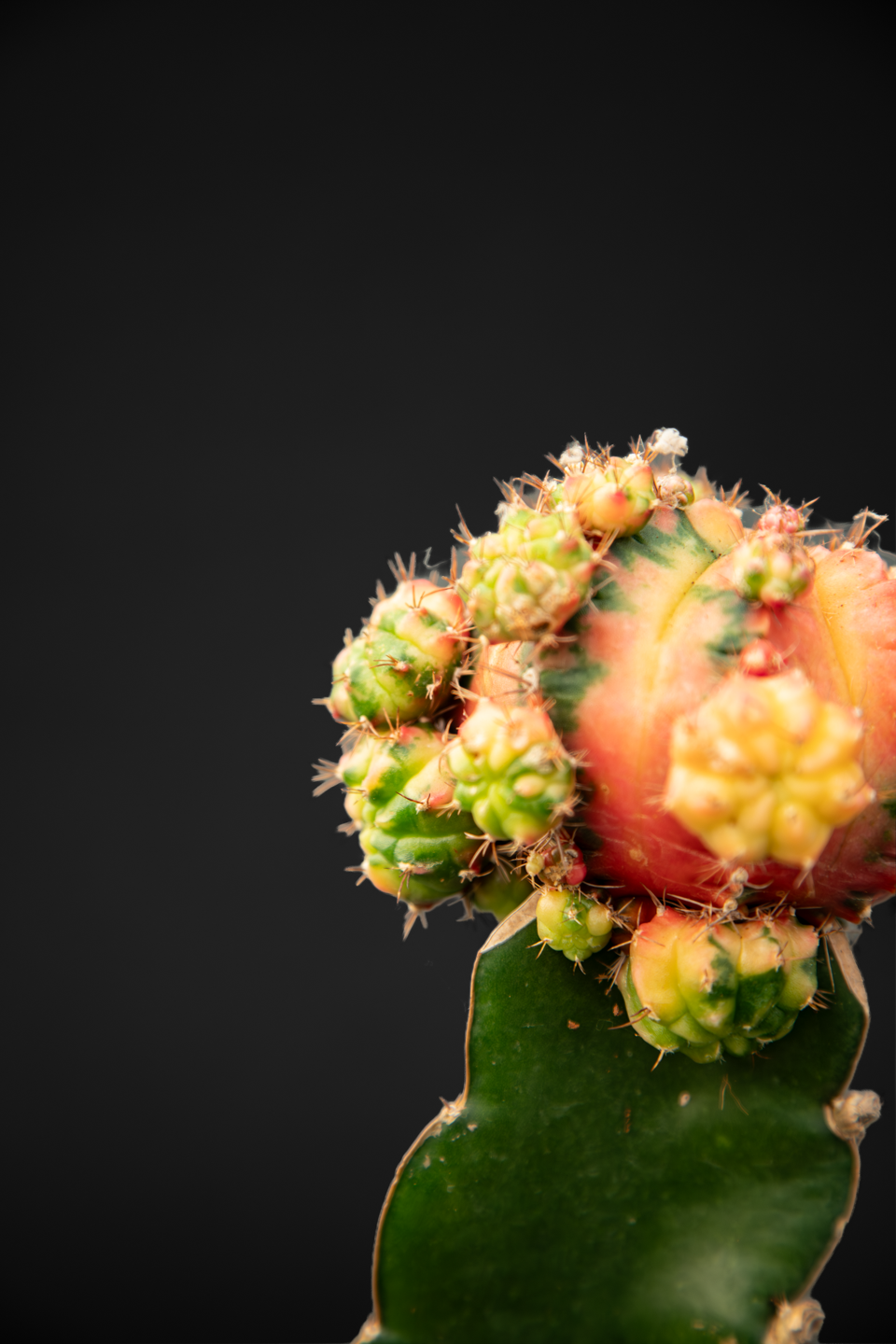 Кактус - Cactus Gymnocalycium