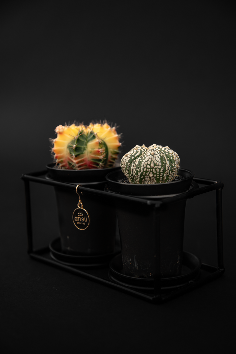 Кактус - Gymnocalycum Variegated Extra Colored Duo