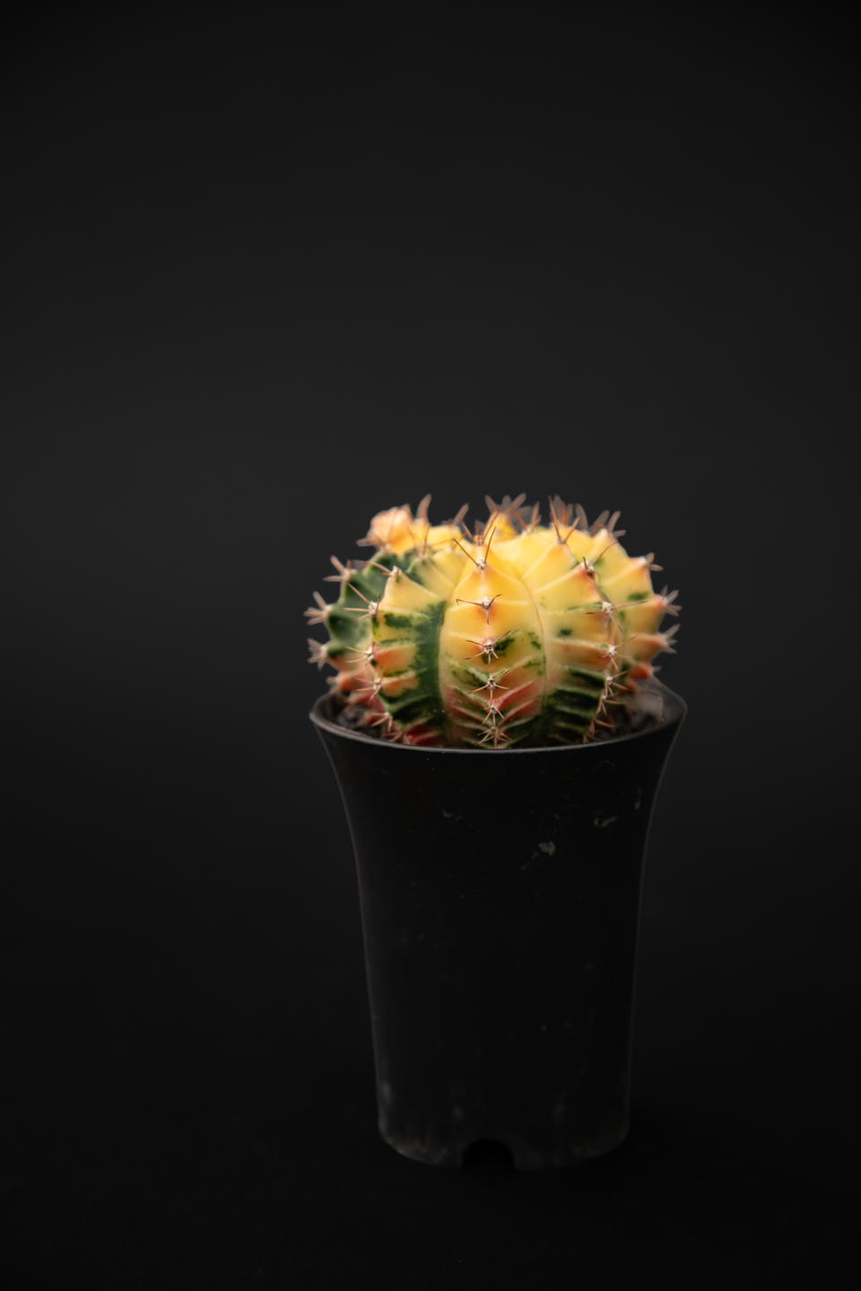 Кактус - Gymnocalycum Variegated Extra Colored