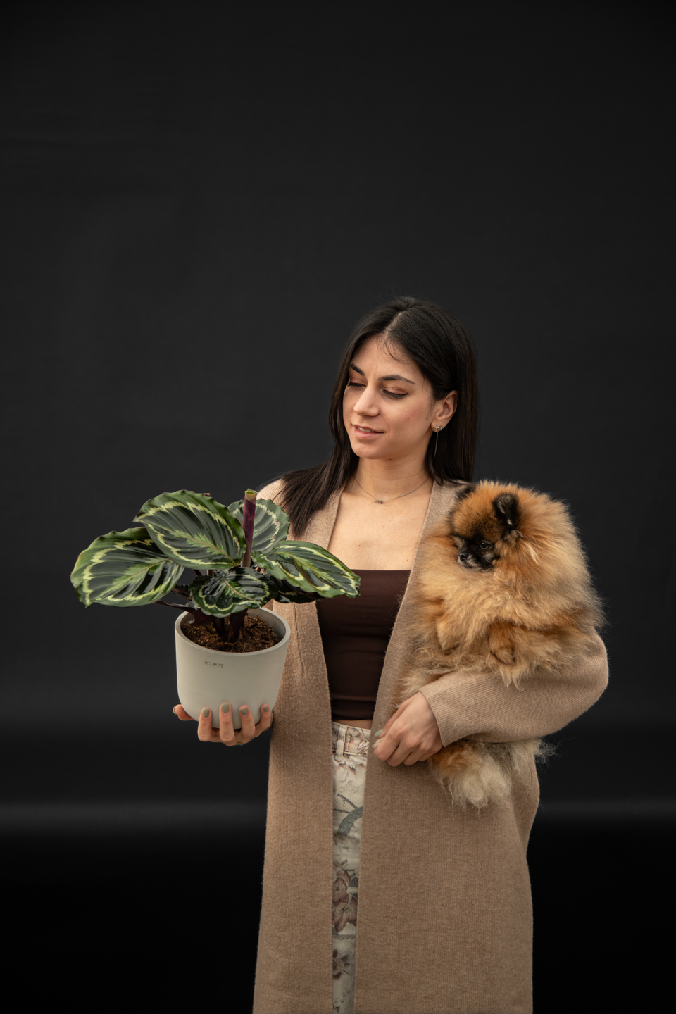 Калатея - Calathea Medalion