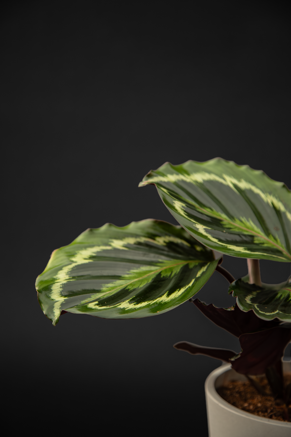 Калатея - Calathea Medalion