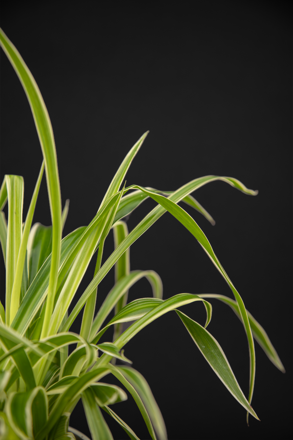 Хлорофитум - Chlorophytum Vitatum