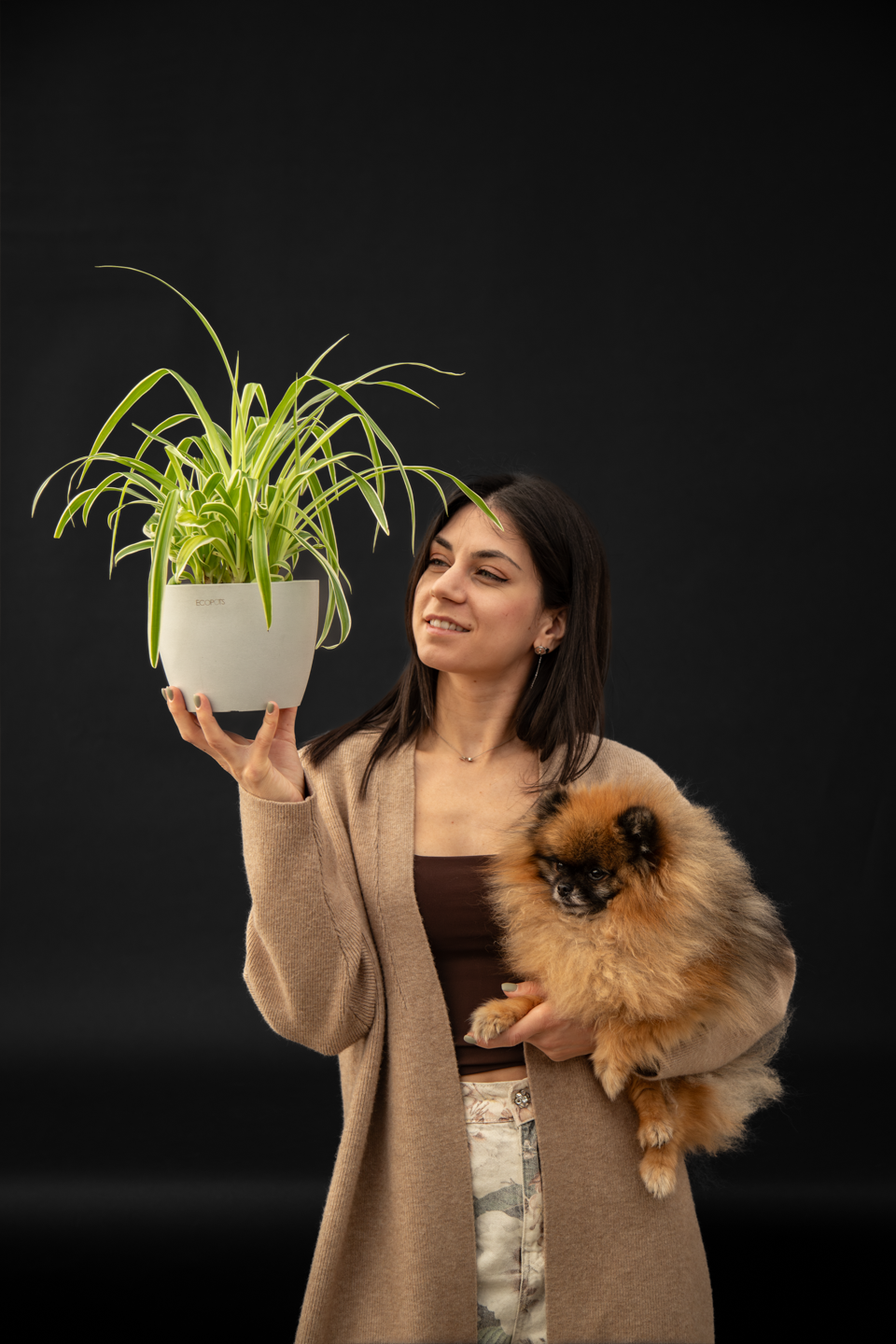 Хлорофитум - Chlorophytum Vitatum