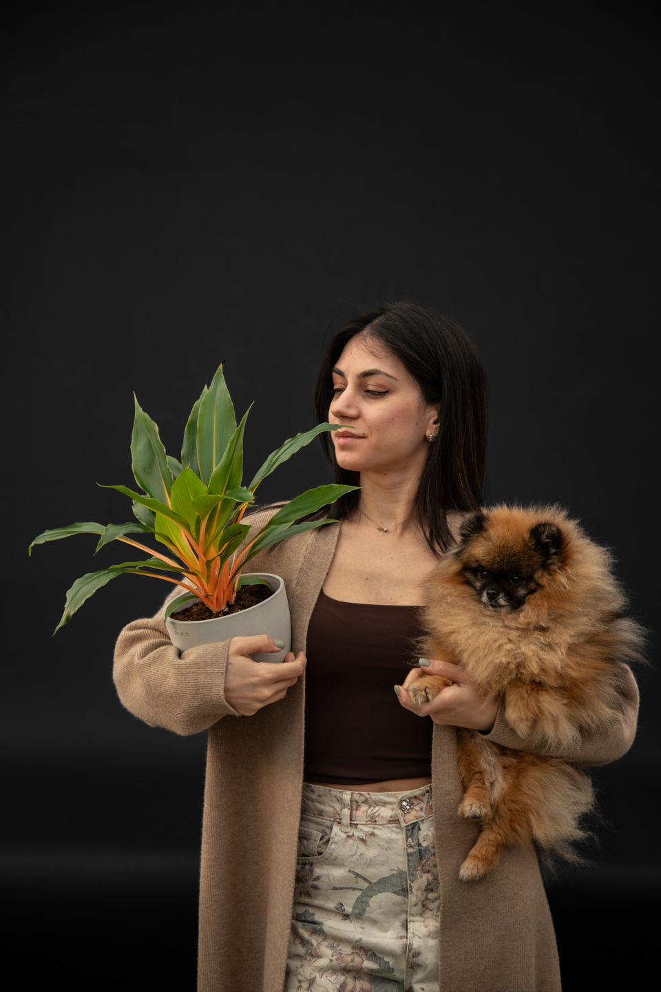 Хлорофитум - Chlorophytum Green Orange