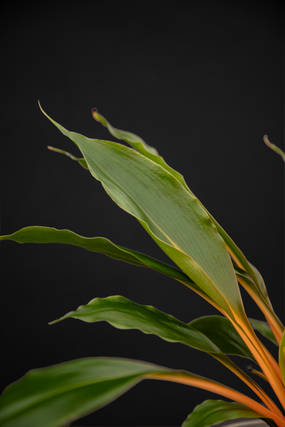 Хлорофитум - Chlorophytum Green Orange