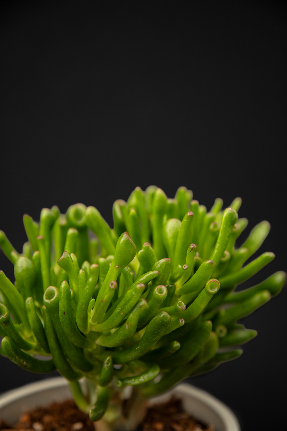 Красула - Crassula Trompet