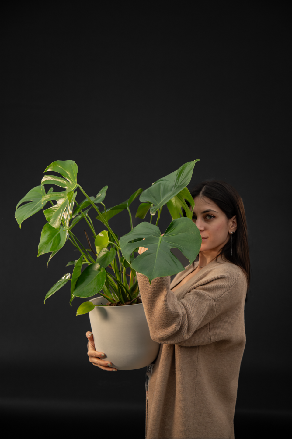 Монстера - Monstera Deliciosa Grand