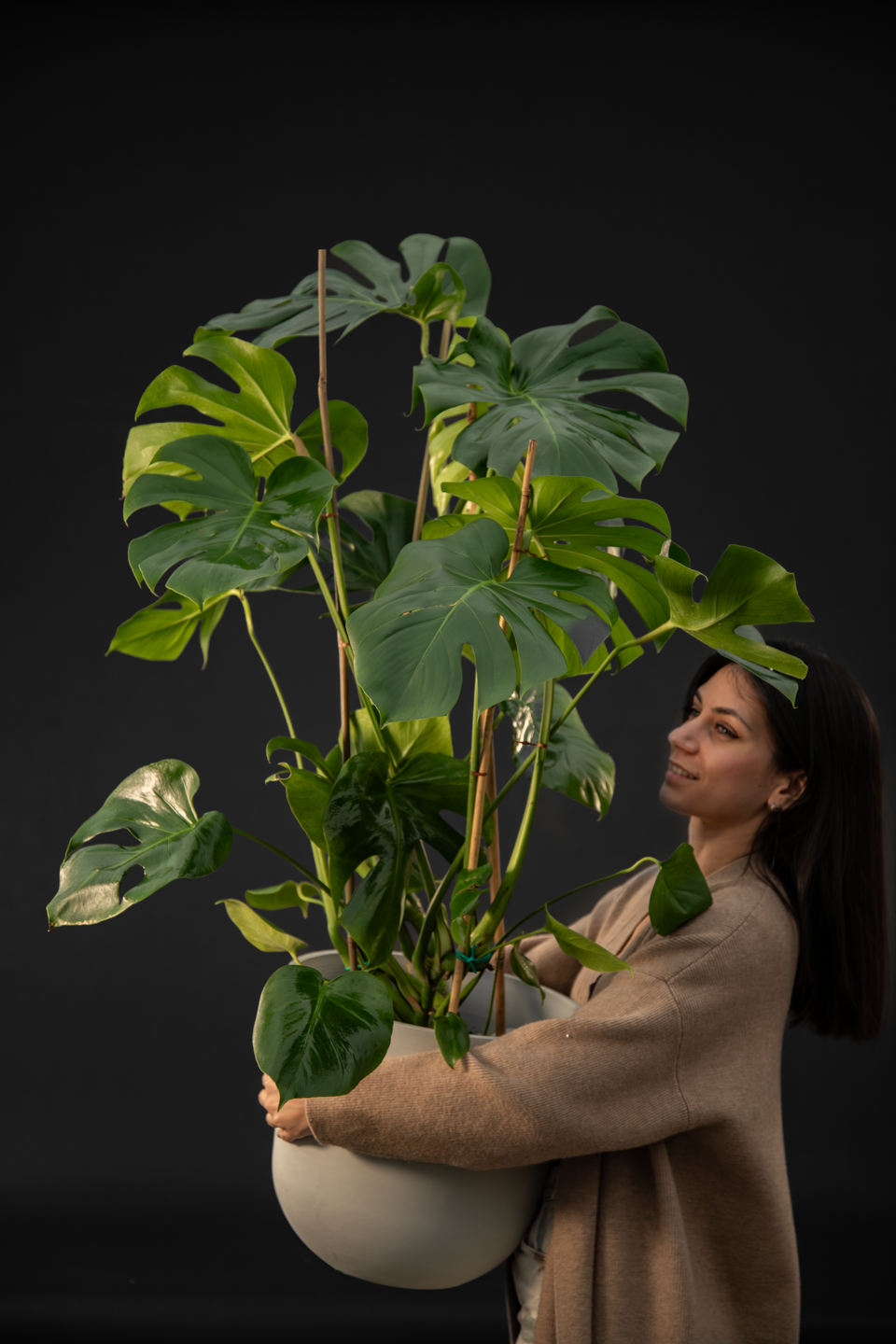 Монстера - Monstera Deliciosa mega