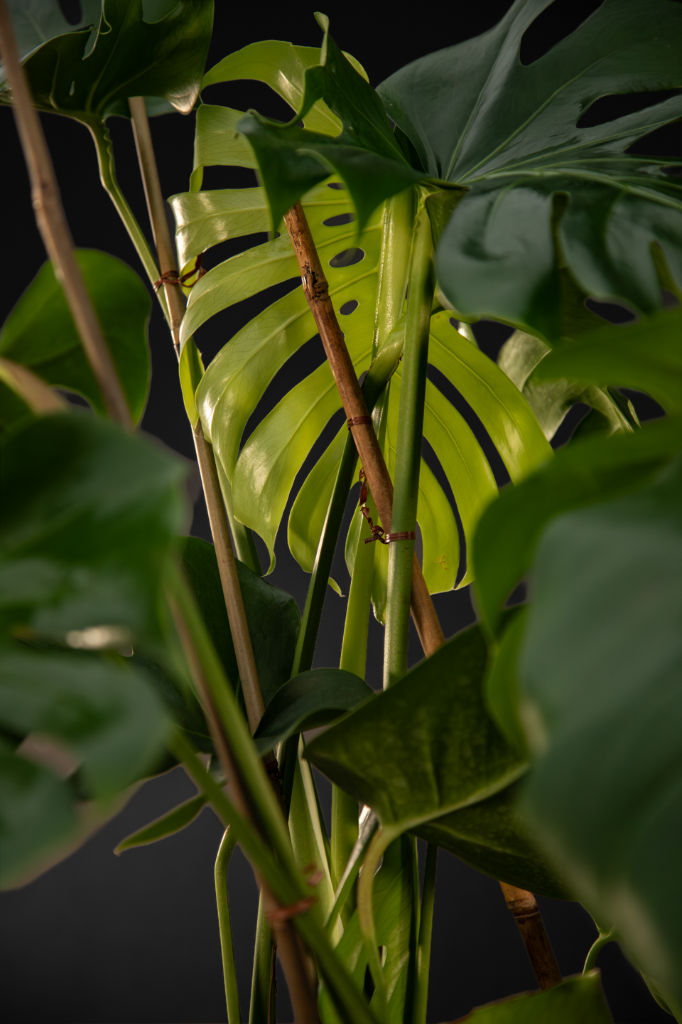 Монстера - Monstera Deliciosa mega